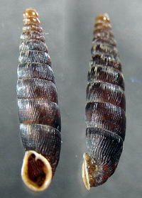 Tabella della Famiglia Clausilidae